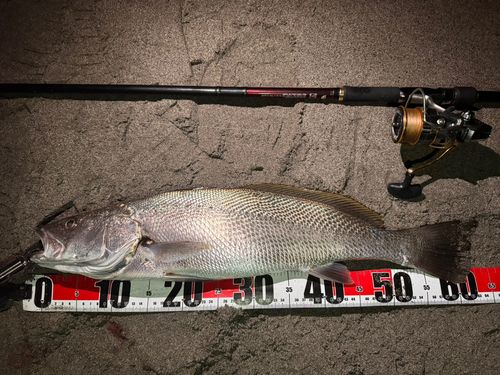 オオニベの釣果