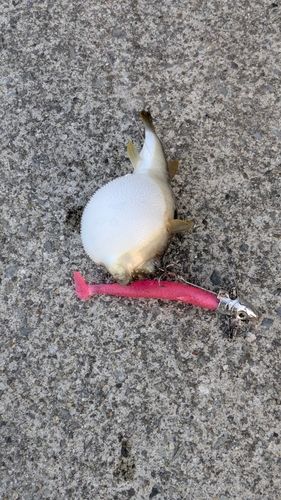 クサフグの釣果