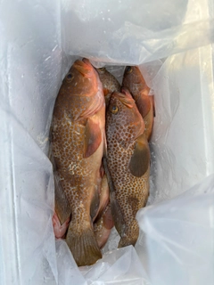 アコウの釣果