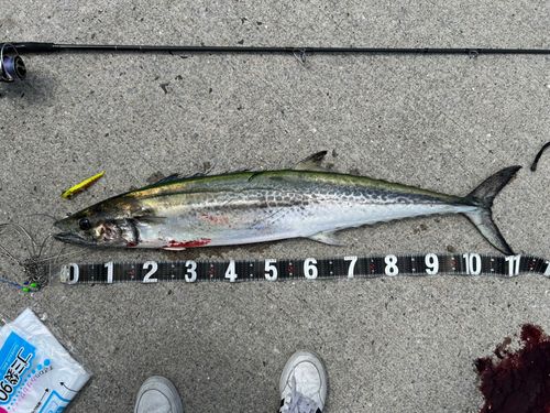 サワラの釣果