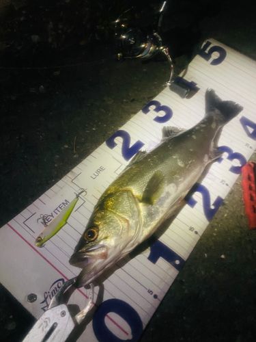 マルスズキの釣果