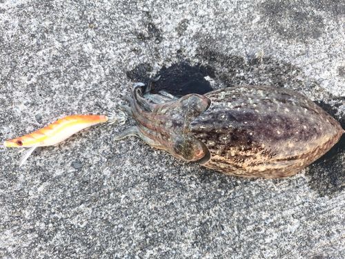 コウイカの釣果