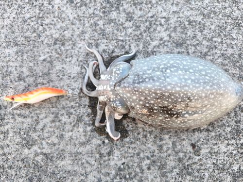 シリヤケイカの釣果