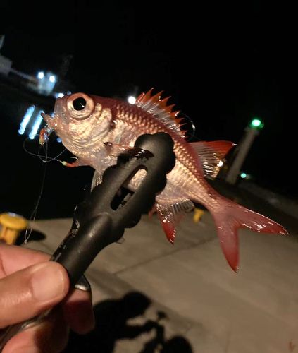 ツマリマツカサの釣果