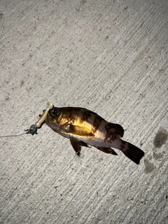 メバルの釣果