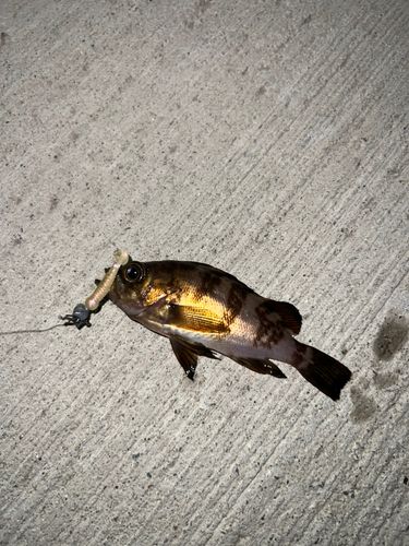 メバルの釣果