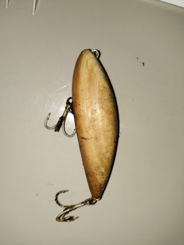 釣果