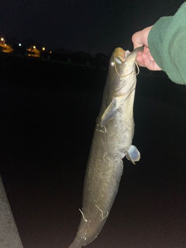 ナマズの釣果