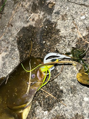 ナマズの釣果