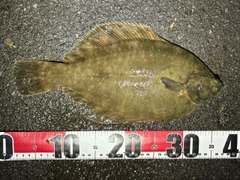 クロガシラガレイの釣果