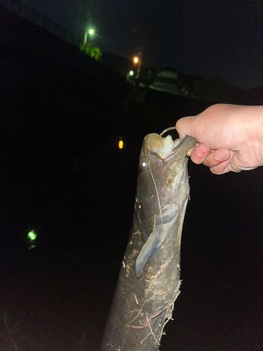 ナマズの釣果