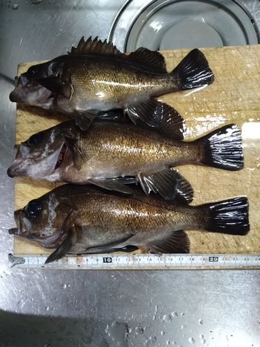 メバルの釣果