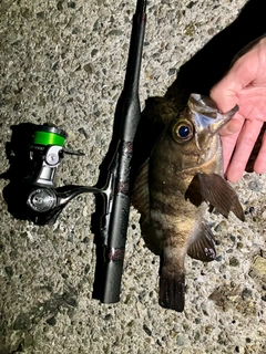 メバルの釣果