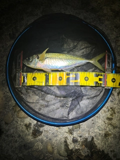 マアジの釣果