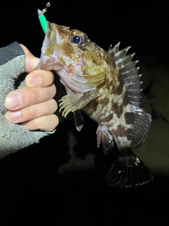 カサゴの釣果