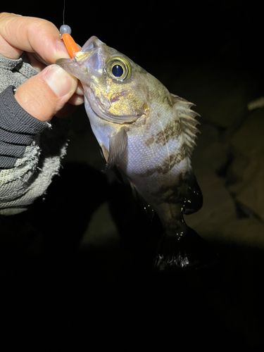 メバルの釣果