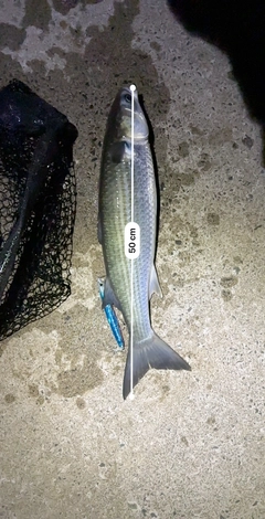 ボラの釣果