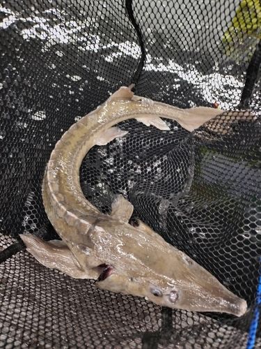 チョウザメの釣果