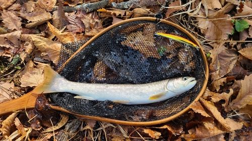 アメマスの釣果