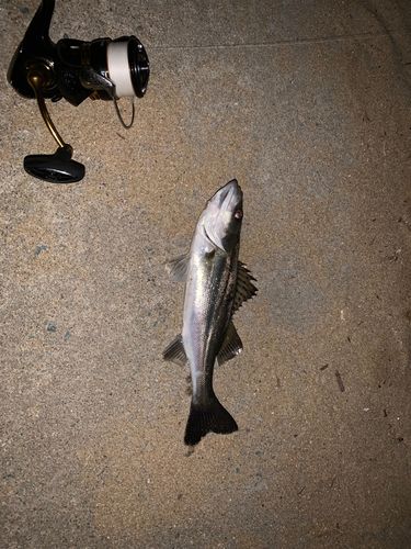 セイゴ(マルスズキ)の釣果