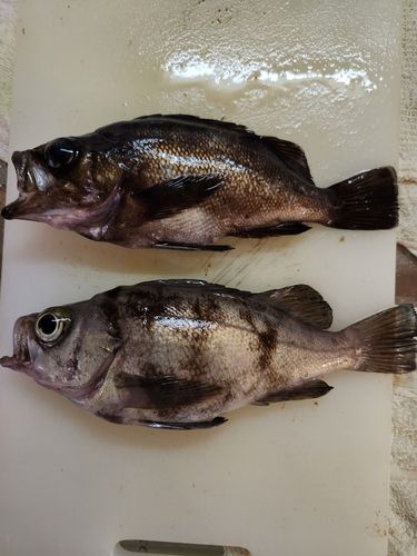 クロソイの釣果