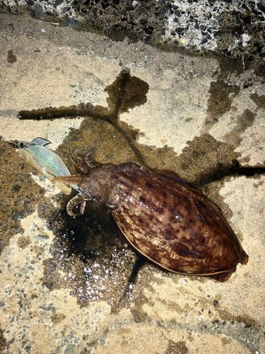 コウイカの釣果
