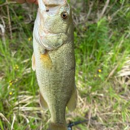 ラージマウスバス