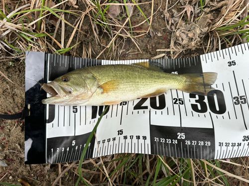 ラージマウスバスの釣果