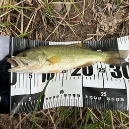 ラージマウスバス