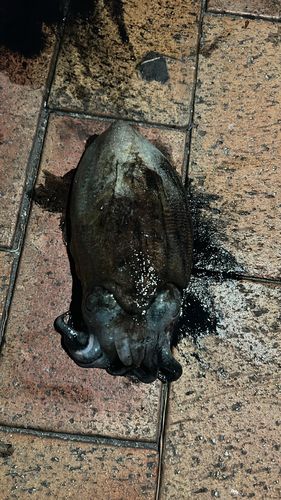 コウイカの釣果