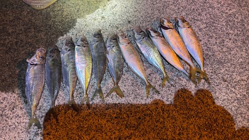 アジの釣果
