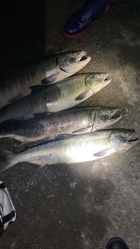 アキアジの釣果