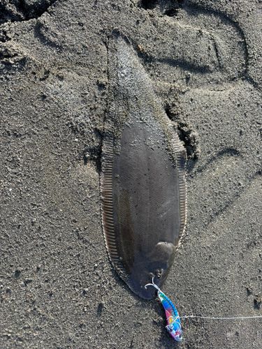 シタビラメの釣果