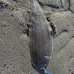 シタビラメ