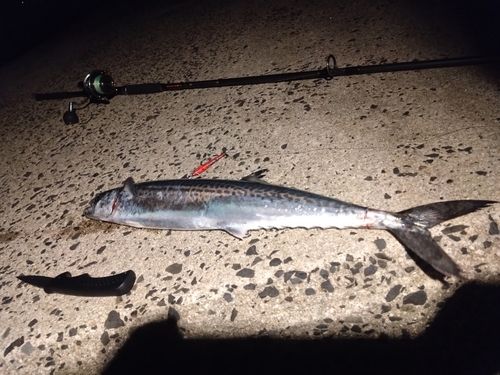 サゴシの釣果