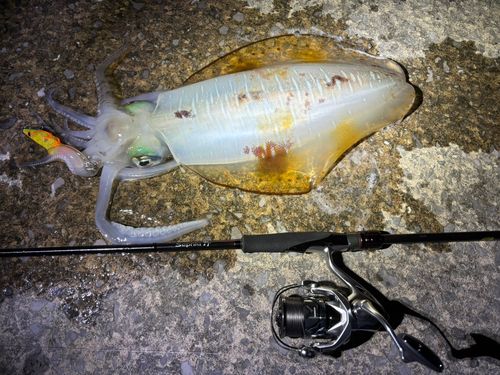 アオリイカの釣果