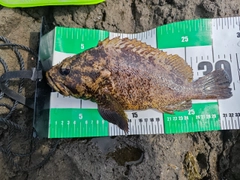 ムラソイの釣果