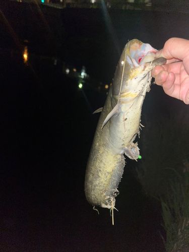 ナマズの釣果