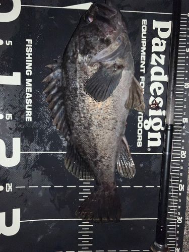 クロソイの釣果