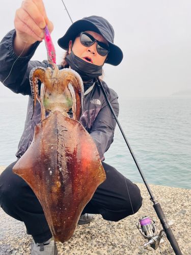 アオリイカの釣果