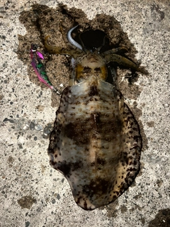 釣果