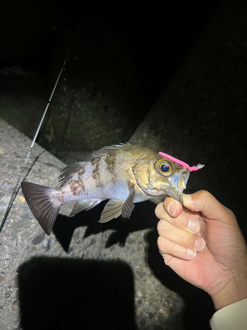 SHIMANO 22ソアレ SS アジング S58UL-Sの最安値・インプレ・釣果