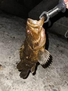 タケノコメバルの釣果