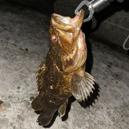 タケノコメバル