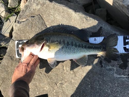 ブラックバスの釣果