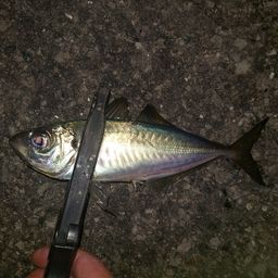 アジ