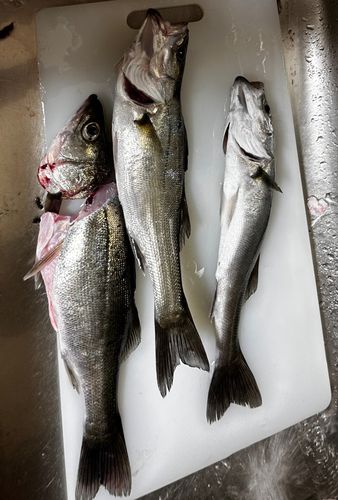 セイゴ（タイリクスズキ）の釣果