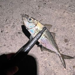 アジ
