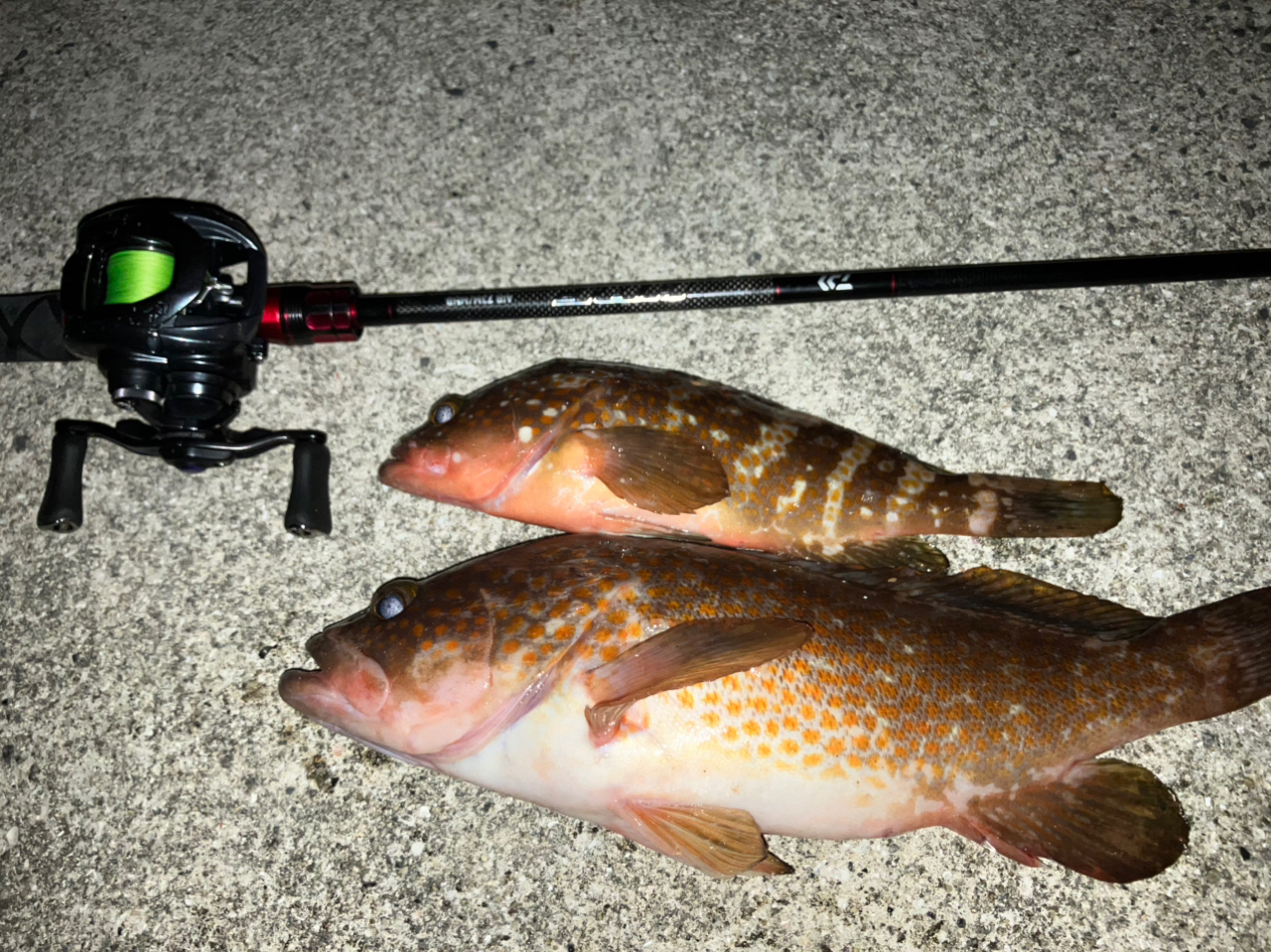 DAIWA 21HRF® (ハードロックフィッシュ) エア 73M/MHB・Nの最