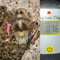 アオリイカの釣果